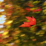 есенни листа